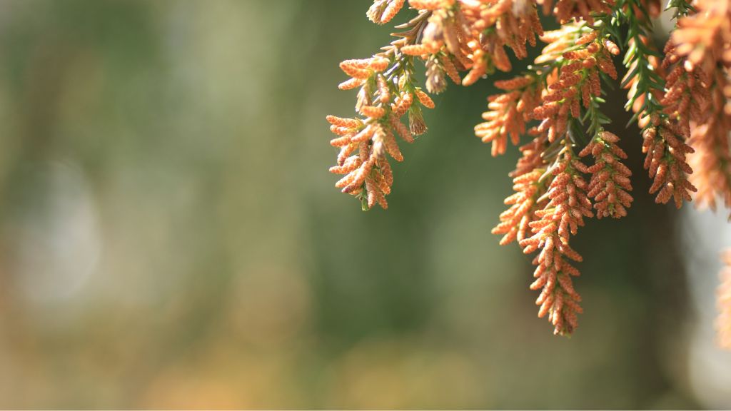 車への花粉や黄砂のシミ、こびりつきについて