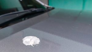 【車の鳥のフンが落ちない・跡が取れない】落とし方と予防法を詳しく解説