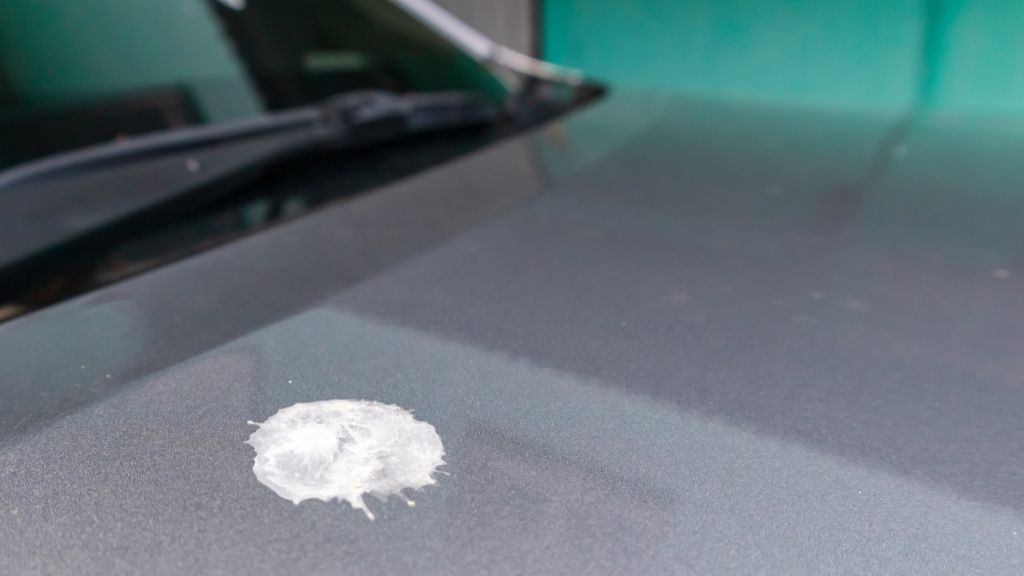 【車の鳥のフンが落ちない・跡が取れない】落とし方と予防法を詳しく解説